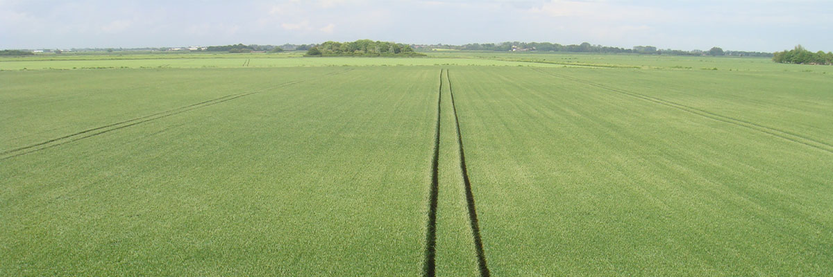 Sprayer tracks in a field